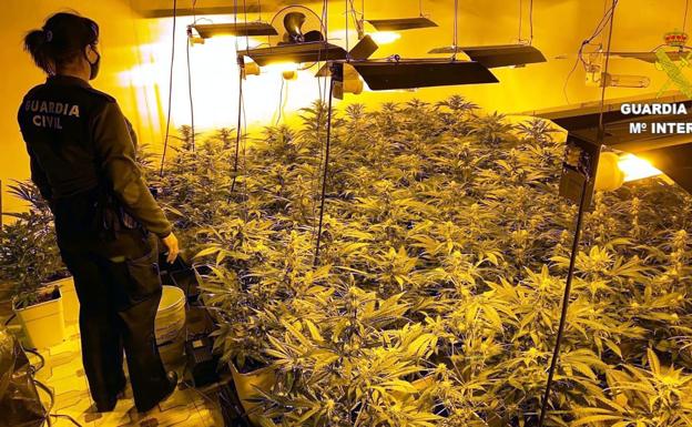 Detenido por tener 150 plantas de marihuana indoor en la provincia de León