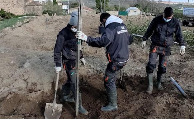 La AFE Amatos Natura realiza plantaciones de árboles y arbustos