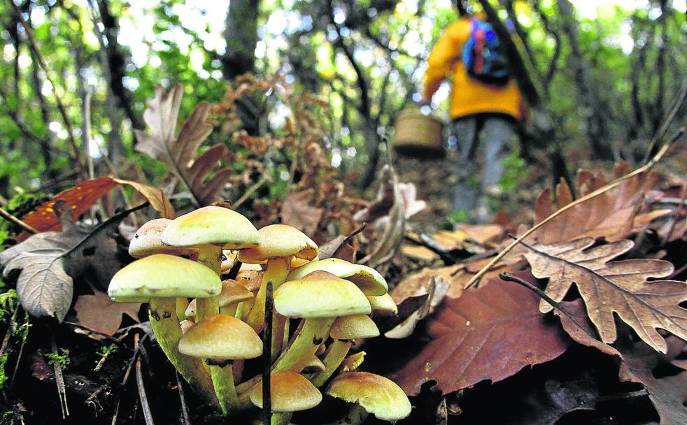 Los secretos de la micología, en pleno auge en la Sierra