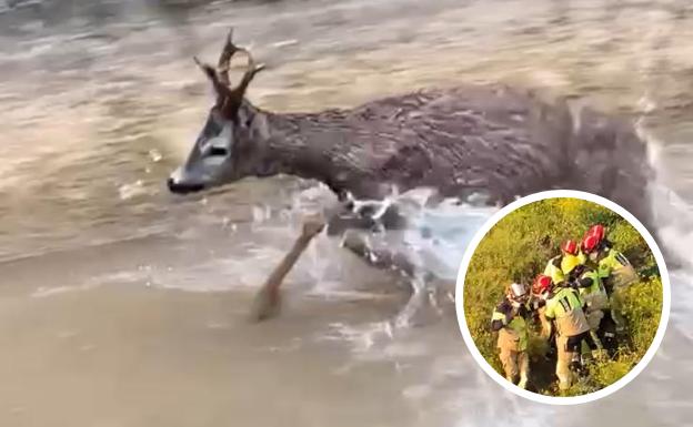 Vídeo: los Bomberos rescatan a otro corzo atrapado en Valladolid