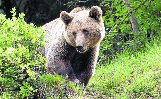 El 'precio' de matar especies protegidas en Castilla y León: 9.015 euros por un oso o 600 por una cigüeña