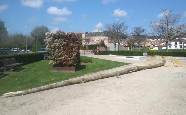 Indignación en Íscar por la tala del 'mayo' de los quintos