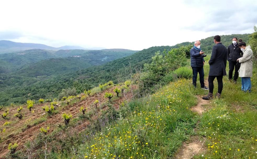 La viticultura ecológica gana posiciones y presencia