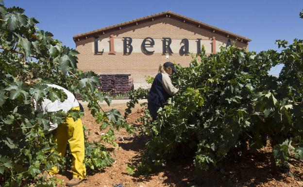 Liberalia logra tres medallas de oro en el Concurso de Vinos Premios Mezquita