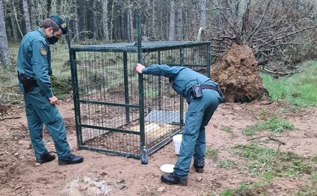 Investigado por colocar una jaula trampa con comida para poder capturar animales en Palencia