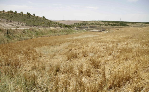 La Junta convocará este mes las ayudas del seguro agrario