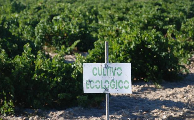 Mucho viñedo ecológico y poco consumo