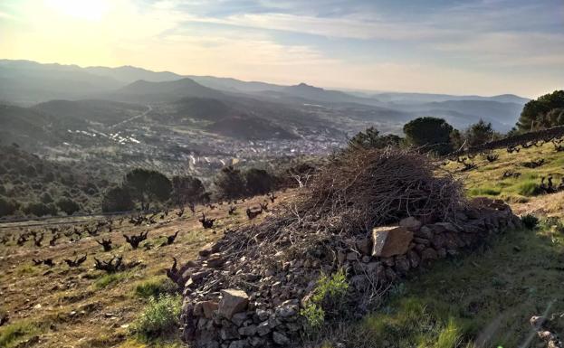 Cuenta atrás para que la DOP Cebreros se convierta en la capital mundial de las garnachas