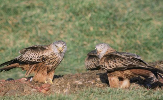 Denuncian la muerte de milanos reales por envenenamiento en la provincia de Valladolid