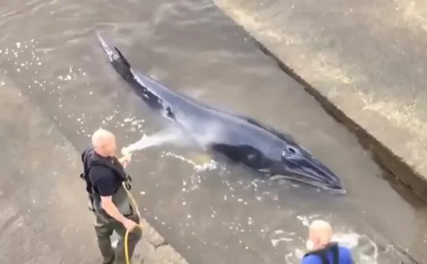 Vídeo: rescatan a una ballena varada en el Támesis