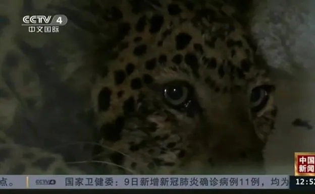 Vídeo: un leopardo camina suelto por la ciudad china de Hangzhou