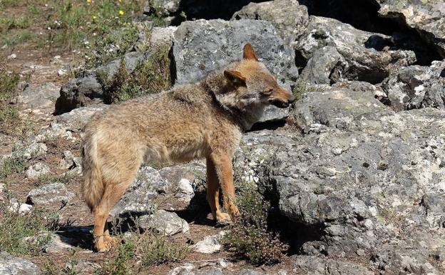 El Gobierno aplaza hasta final de año prohibir la caza del lobo en toda España