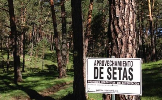 'Montes de Soria' solicita la declaración de Parque Micológico, que será el más grande de España