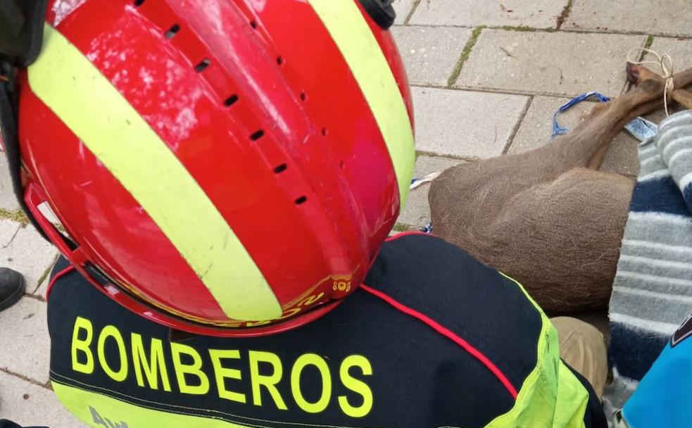 Por qué los corzos se acercan a Valladolid