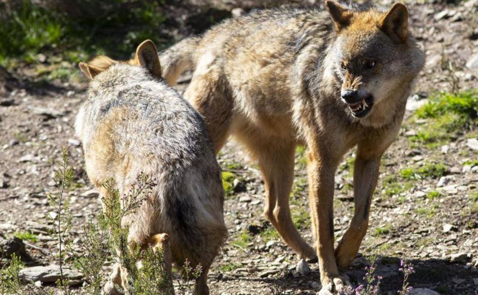 La subasta de caza en Zamora ahonda la brecha en torno al lobo