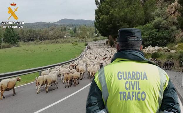 Investigan al propietario de una explotación ganadera de Palencia por abandono de animales en la calzada