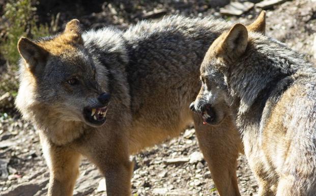 La caza del lobo quedará prohibida en toda España antes del 25 de septiembre