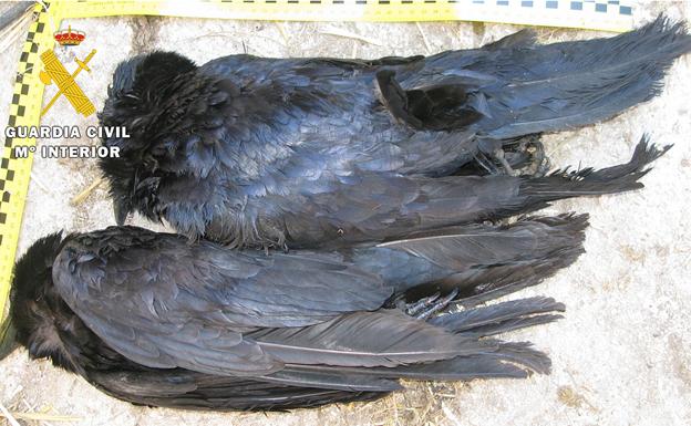 Investigado en Burgos por matar dos cuervos con una carabina de aire comprimido