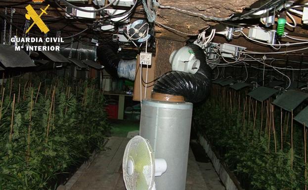 Desmantelan un cultivo de 617 plantas de marihuana en Burgos
