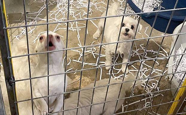 Localizan un criadero clandestino de perros en Burgos