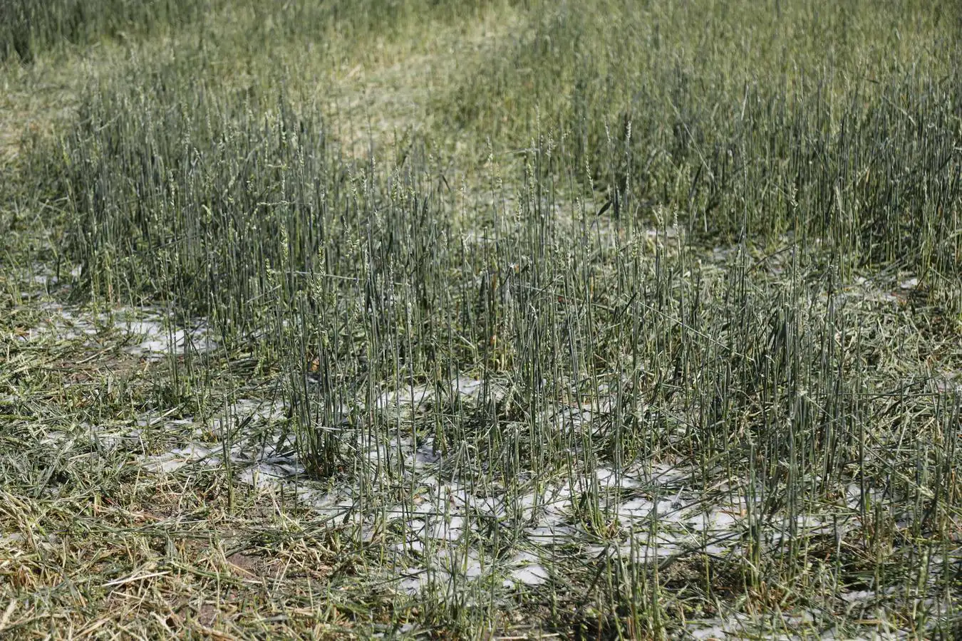 Daños causados por el granizo en los viñedos y cultivos de la Ribera del Duero