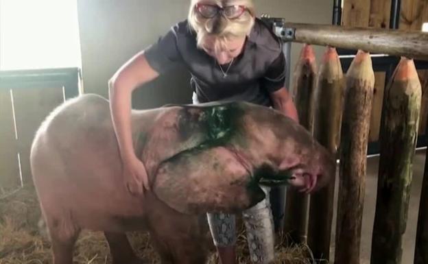 Vídeo: una cría de elefanta albina sobrevive a una trampa de furtivos