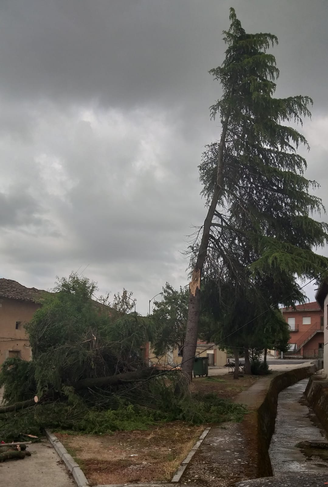 Una fuerte tormenta derriba un árbol de grandes dimensiones en Torrelobatón