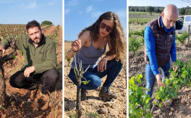 Agroseguro adelanta 1,64 millones por daños en uva de vino en la región