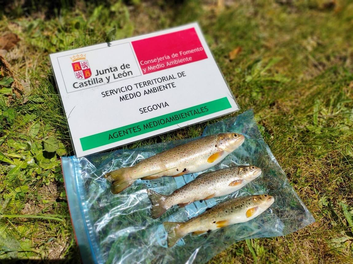 El Servicio de Medio Ambiente denuncia a dos pescadores en Segovia durante el fin de semana