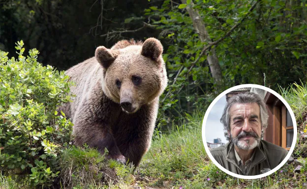 El atacado por un oso en Palencia no ve «mucha preocupación» por los encontronazos con estos animales