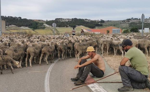 Una ruta trashumante reclama mejoras en la señalización y limpieza de las cañadas de Castilla y León