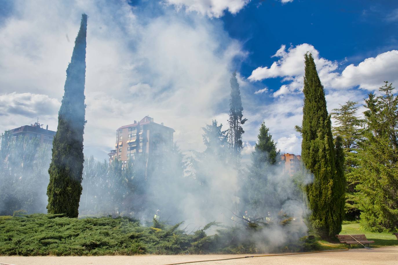 Arden unos setos y un ciprés de forma intencionada en un parque del barrio de Villa del Prado