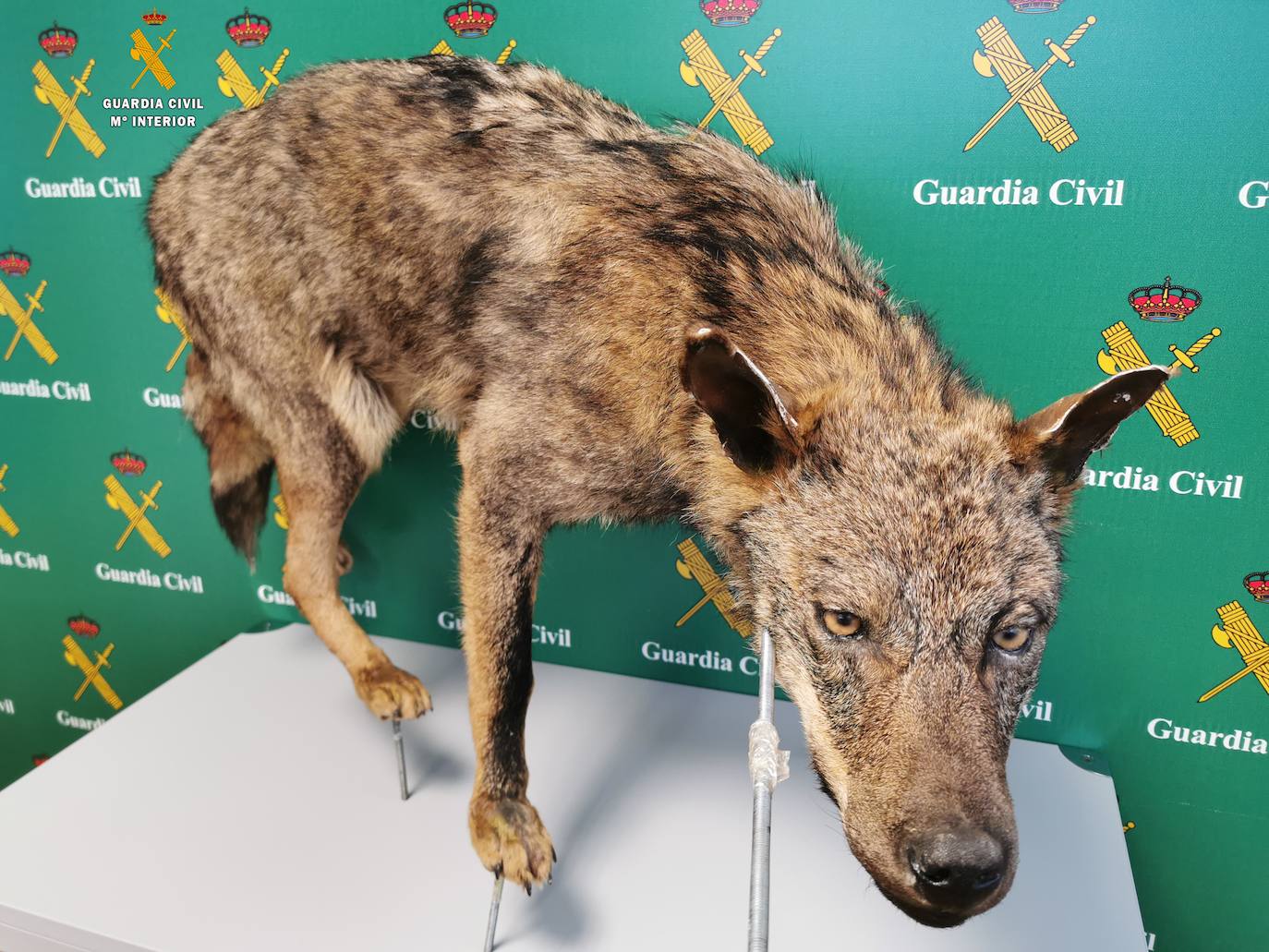 Investigados tres hombres en Palencia por delitos de caza sobre el lobo ibérico