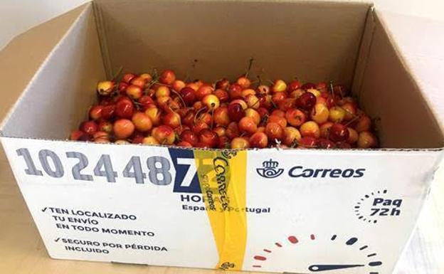 Las Cerezas de la Sierra de Salamanca llegarán a toda España