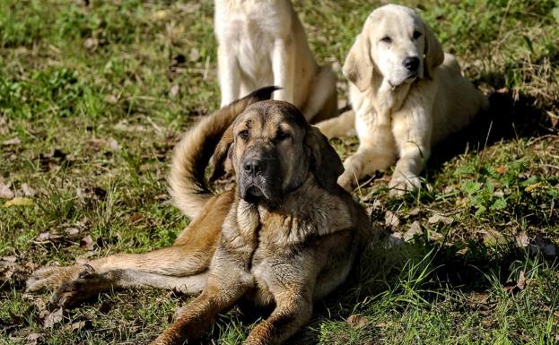 La Guardia Civil investiga en Palencia a un hombre de 50 años por matar a machetazos a dos mastines