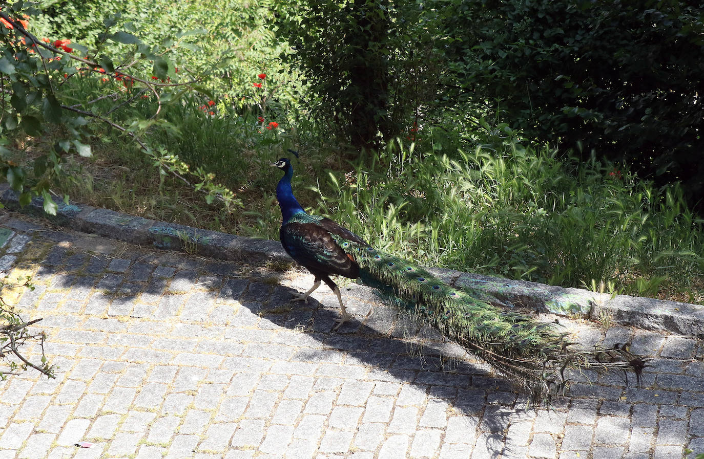 Una semana a la caza del pavo real