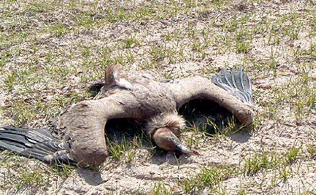 La Junta cierra en el último año tres cotos de caza por la aparición de animales muertos envenenados