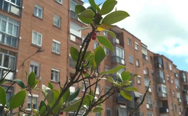 Averigua, en menos de un minuto, qué calle de Valladolid es