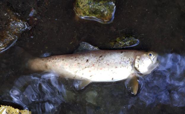 La CHD deduce que la muerte de peces fue por el alivio de aguas residuales y los arrastres de la lluvia torrencial