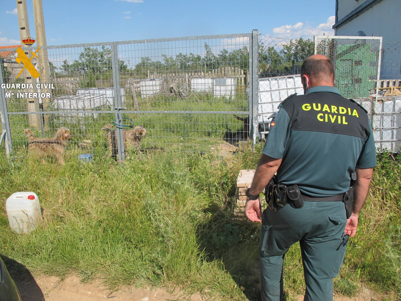 Investigan al dueño de una protectora de Boceguillas por el abandono de una quincena de perros