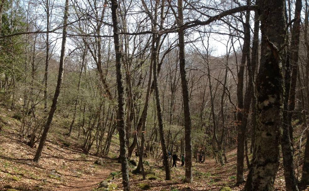 Escapada: la Tejeda de Tosande en la Montaña Palentina