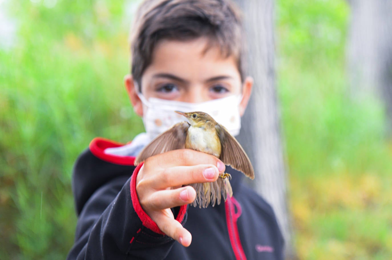 Anillado de aves en Castronuño