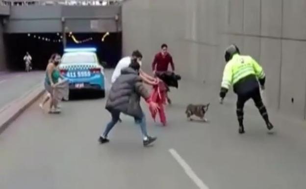 Una perra a la fuga provoca el caos en el tráfico de Lima