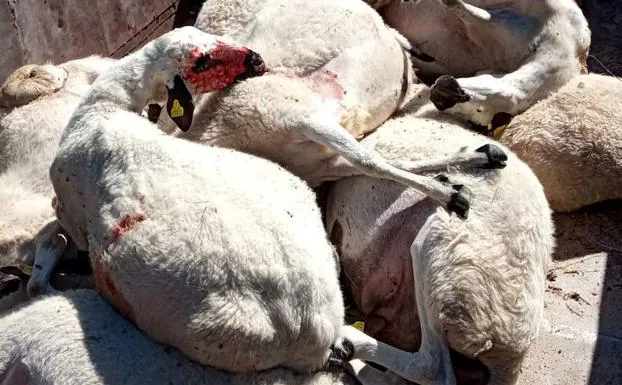 Los lobos matan a doce ovejas y dejan a otras once heridas tras un ataque en Almeida de Sayago