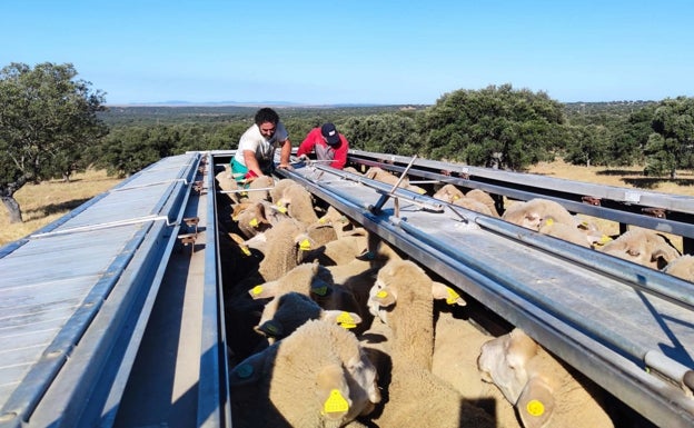 14.000 ovejas de las dehesas del sur recalan en los puertos de León, Palencia y Burgos