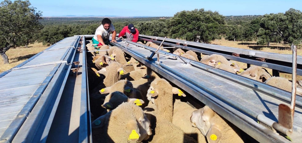 14.00 ovejas de las dehesas del sur recalan en los puertos de León, Palencia y Burgos - Vimarsana News