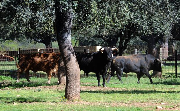 Los toros, más allá de la lidia