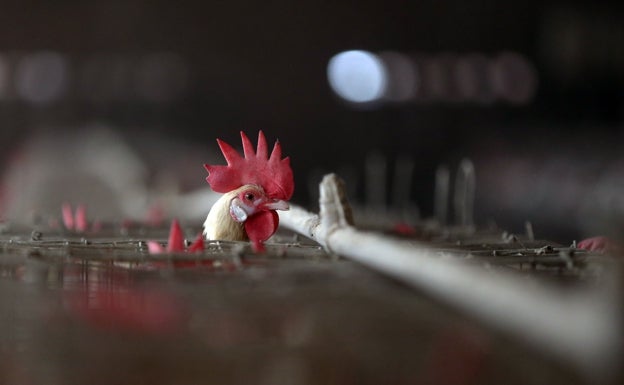 La Comisión Europea se compromete a terminar con la cría de animales en jaulas