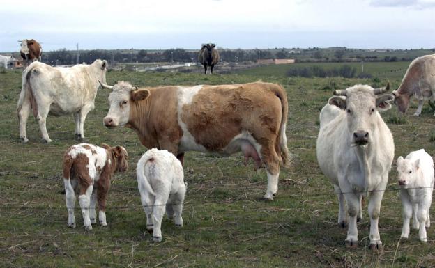 Salud y dignidad en el consumo de carne