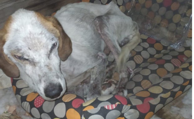 La Guardia Civil de Soria denuncia a un vecino de Villarraso por maltrato animal